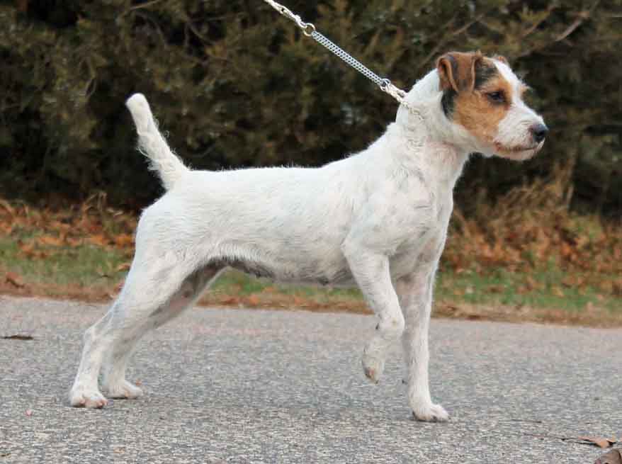 Shaved best sale jack russell